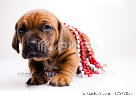 Dogs, beautiful bright pet concept 17572033