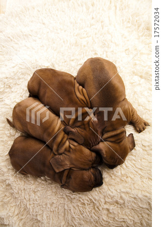 Dogs, beautiful bright pet concept 17572034