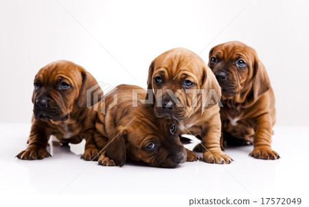 Baby dogs, beautiful bright pet concept 17572049