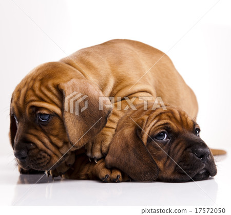 Baby dogs, beautiful bright pet concept Baby dogs, beautiful bright pet concept 17572050