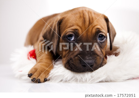 Baby dogs, beautiful bright pet concept Baby dogs, beautiful bright pet concept 17572051