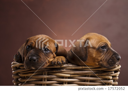 Puppies, wicker basket, beautiful bright pet Puppies, wicker basket, beautiful bright pet 17572052