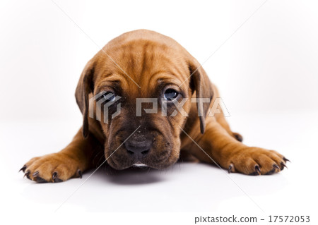 Baby dogs, beautiful bright pet concept Baby dogs, beautiful bright pet concept 17572053