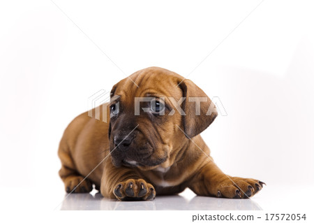 Baby dogs, beautiful bright pet concept Baby dogs, beautiful bright pet concept 17572054