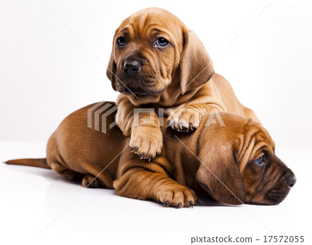 Baby dogs, beautiful bright pet concept Baby dogs, beautiful bright pet concept 17572055