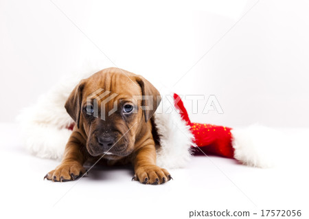 Baby dogs, beautiful bright pet concept 17572056
