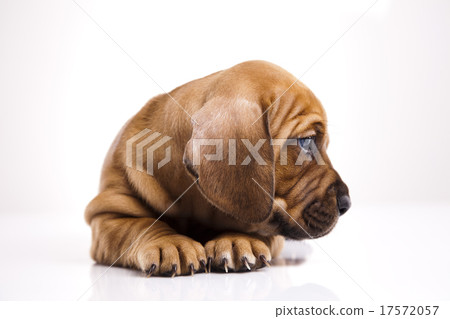 Puppies amstaff,dachshund, beautiful bright pet Puppies amstaff,dachshund, beautiful bright pet 17572057