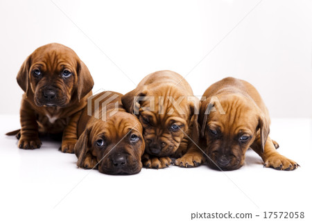 Baby dogs, beautiful bright pet concept Baby dogs, beautiful bright pet concept 17572058