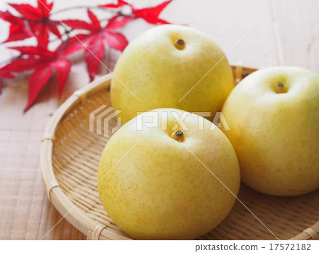 Pear and maple Pear and maple 17572182