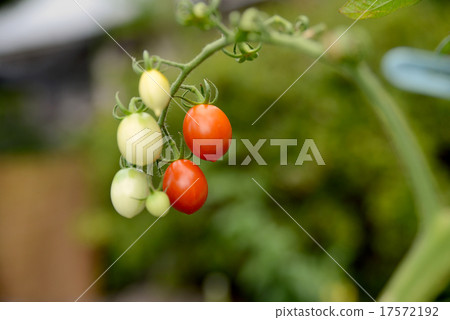 紅色和白色的西紅柿 紅色和白色的西紅柿 17572192
