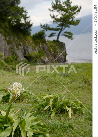 Hamanas開花的海灘 Hamanas開花的海灘 17572194
