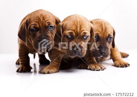 Little doggy in color, beautiful bright pet Little doggy in color, beautiful bright pet 17572212
