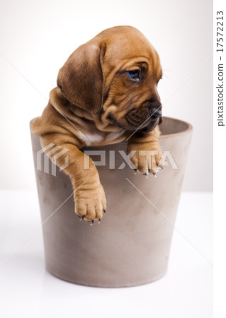 Little doggy in color, beautiful bright pet Little doggy in color, beautiful bright pet 17572213