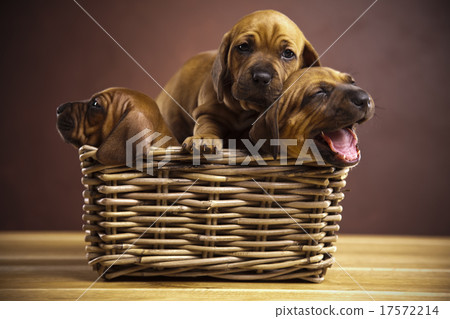 Puppies, wicker basket, beautiful bright pet  17572214