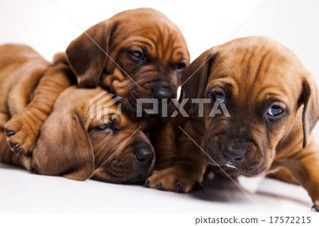 Little doggy in color, beautiful bright pet Little doggy in color, beautiful bright pet 17572215