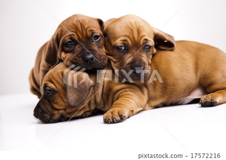 Little doggy in color, beautiful bright pet Little doggy in color, beautiful bright pet 17572216