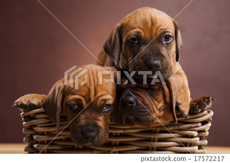 Puppies, wicker basket, beautiful bright pet Puppies, wicker basket, beautiful bright pet 17572217