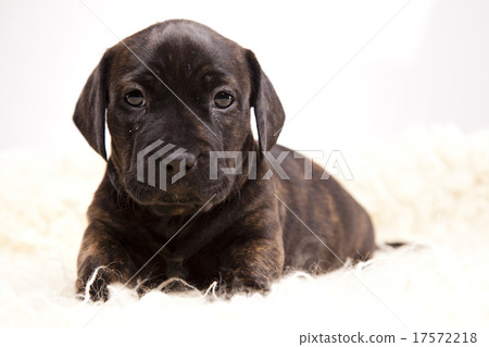 Little doggy in color, beautiful bright pet Little doggy in color, beautiful bright pet 17572218