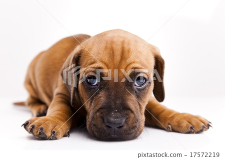 Puppies amstaff,dachshund, beautiful bright pet Puppies amstaff,dachshund, beautiful bright pet 17572219