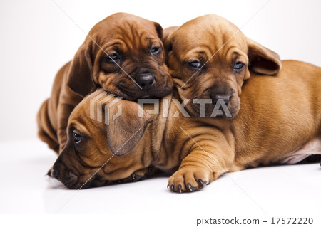 Little doggy in color, beautiful bright pet  17572220