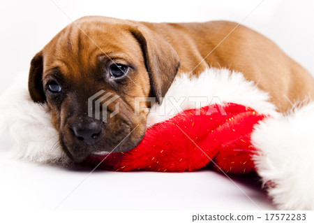 Puppy, beautiful bright pet concept Puppy, beautiful bright pet concept 17572283