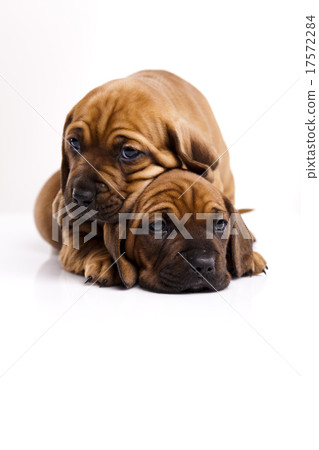 Puppy, beautiful bright pet concept Puppy, beautiful bright pet concept 17572284