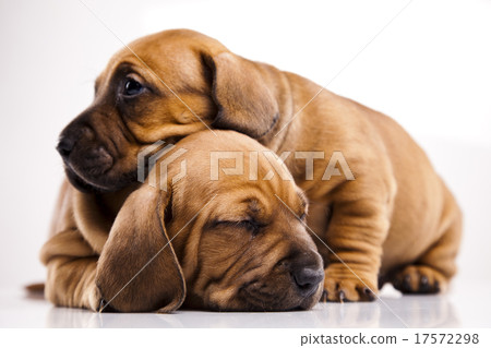 Puppy, beautiful bright pet concept Puppy, beautiful bright pet concept 17572298