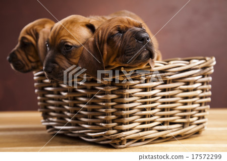 Puppies, wicker basket, beautiful bright pet Puppies, wicker basket, beautiful bright pet 17572299