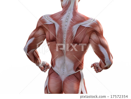 Mastered male perming3DCG插圖素材 17572354
