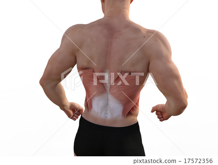 Mastered male perming3DCG插圖素材 17572356