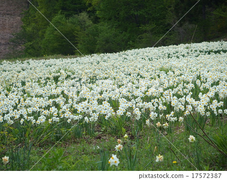 Noruden Okinawa Freshwater Flower Garden Noruden Okinawa Freshwater Flower Garden 17572387