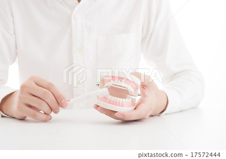 描述牙齒模型的一個人 描述牙齒模型的一個人 17572444