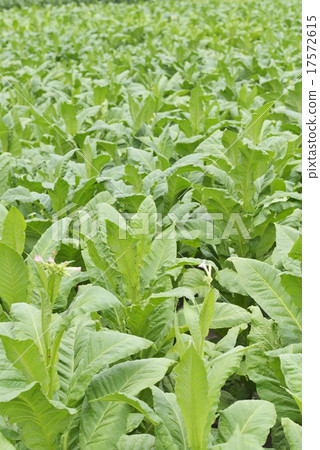 香煙種植 17572615