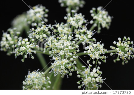 天然植物Nodake,花白色類型。它確信這是“絹科科植物”① 天然植物Nodake,花白色類型。它確信這是“絹科科植物”① 17573780