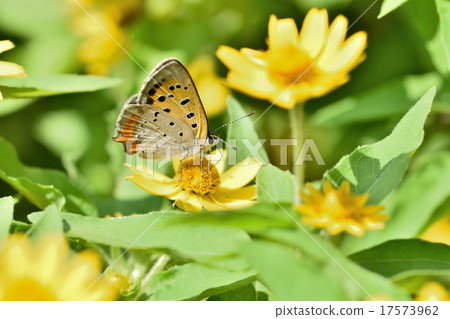 Lycaena phlaeas 17573962