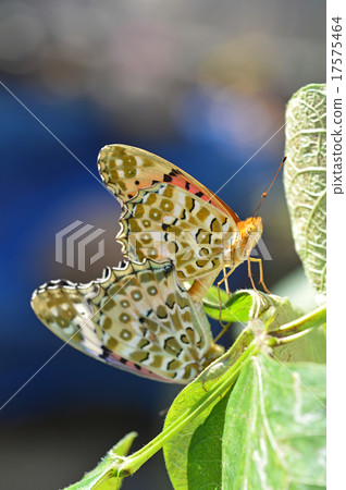 Mating of clawed clover (top / bottom / female) Mating of clawed clover (top / bottom / female) 17575464