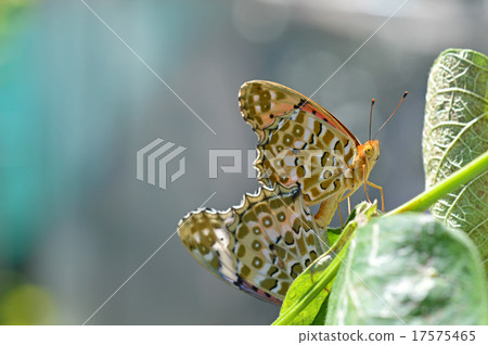 Mating of clawed clover (top / bottom / female) 17575465