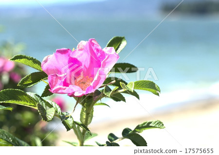 夏天的花 夏天的花 17575655