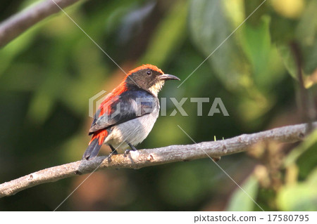 Scarlet-backed Flowerpecker, On tree Scarlet-backed Flowerpecker, On tree 17580795