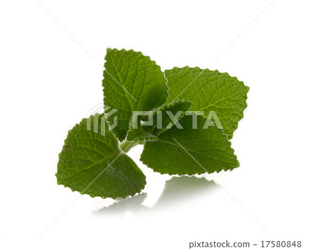 Country Borage on white background Country Borage on white background 17580848