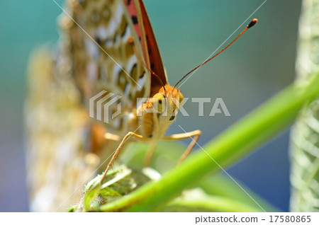 Copulation of clawed claws (♂) Copulation of clawed claws (♂) 17580865