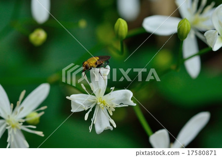 Hermaphrodite Hermaphrodite 17580871