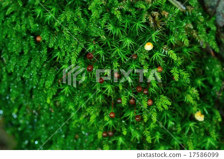 Green carpet Green carpet 17586099