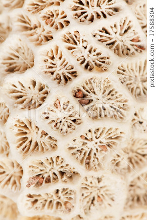 stony coral 17588304