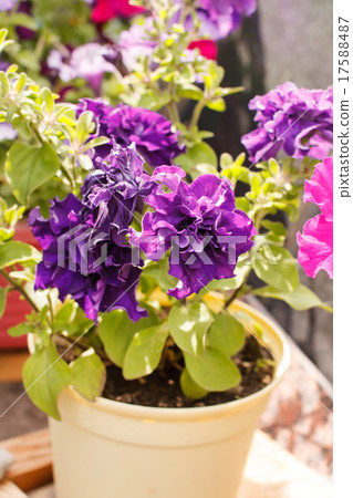 Petunia in the pot 17588487