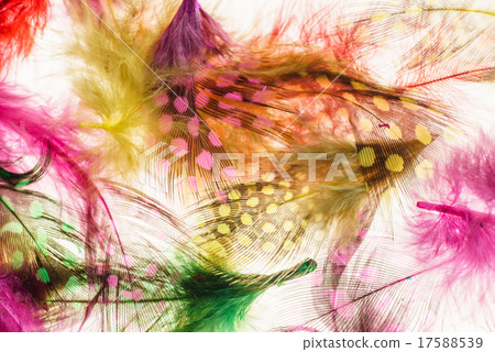 color feathers color feathers 17588539