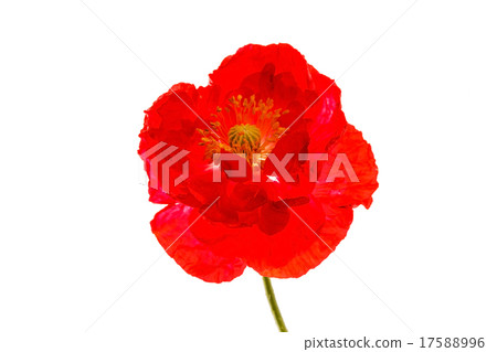 nice poppy nice poppy 17588996