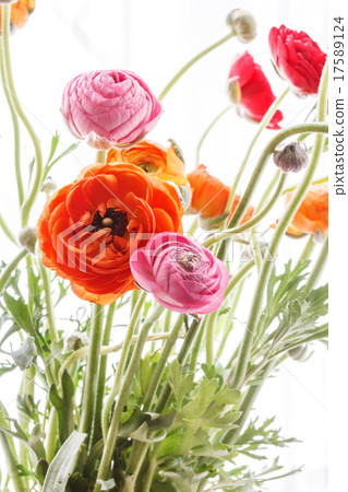 Colorful persian buttercup flowers (ranunculus) Colorful persian buttercup flowers (ranunculus) 17589124