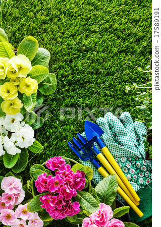 spring flowers 17589191