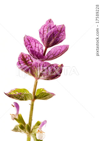 nice flower isolated 17589228